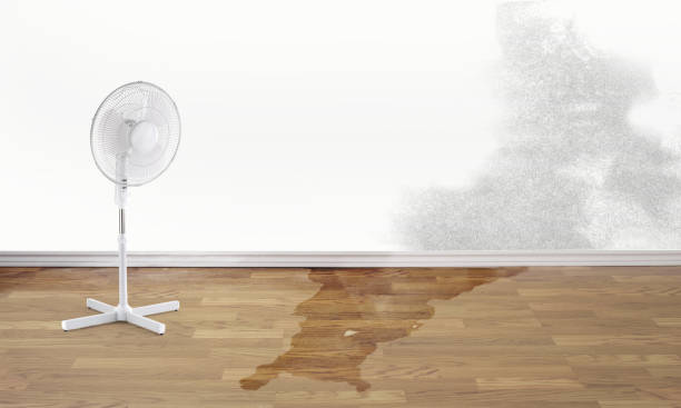 Best Carpet water damage restoration  in Searingtown, NY